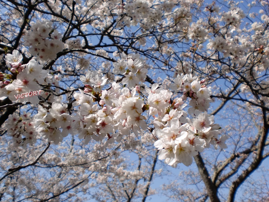 2010年為松公園の桜