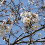 四万十の桜が五分咲き