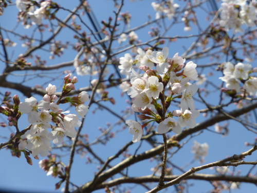 四万十の桜が五分咲き