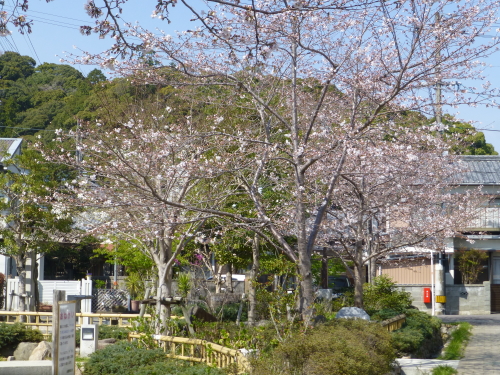 桜が五分咲き