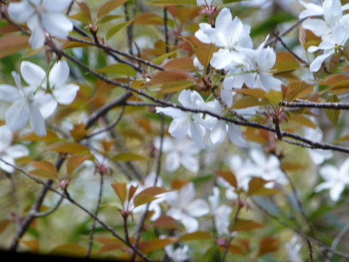 山桜