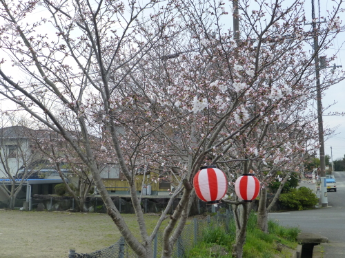 宿毛の桜