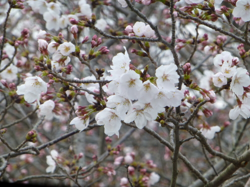 宿毛の桜