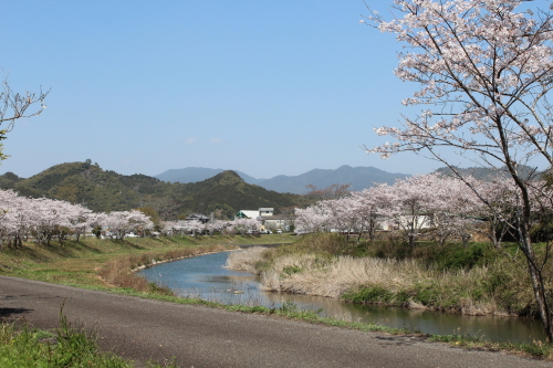 平田の桜-2014-3-27-1