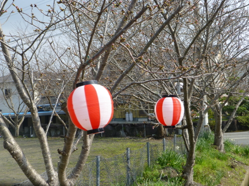 宿毛の桜