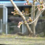 宿毛の桜