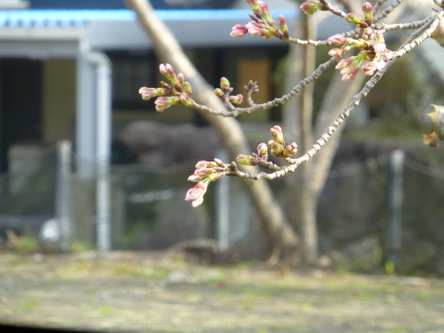 宿毛の桜
