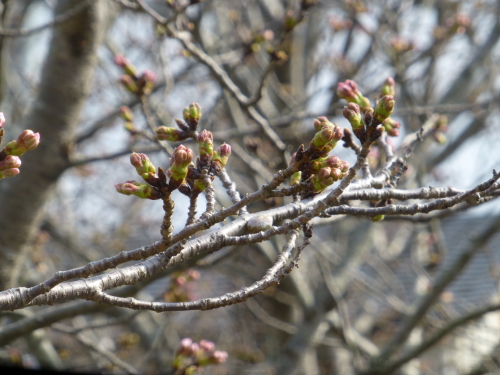 宿毛の桜