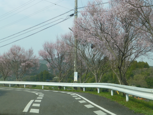 高知県宿毛の桜