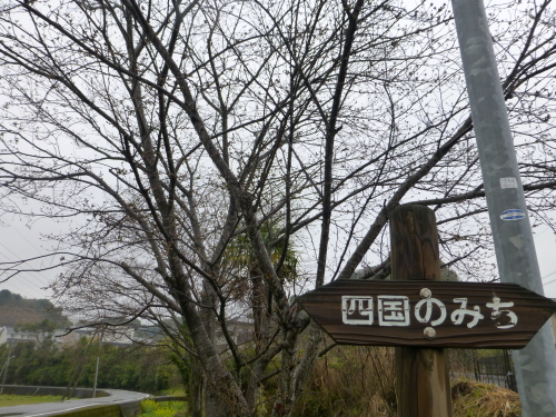 宿毛の大好きな桜の木