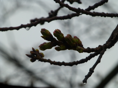 宿毛の大好きな桜の木