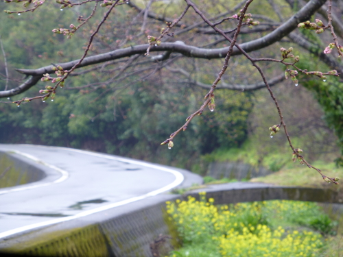 宿毛、お遍路道の脇の桜