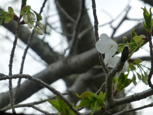 下ノ加江の桜