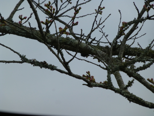 下ノ加江の桜