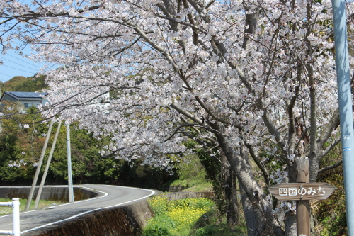 宿毛のお遍路道の桜-2014-3-27-1