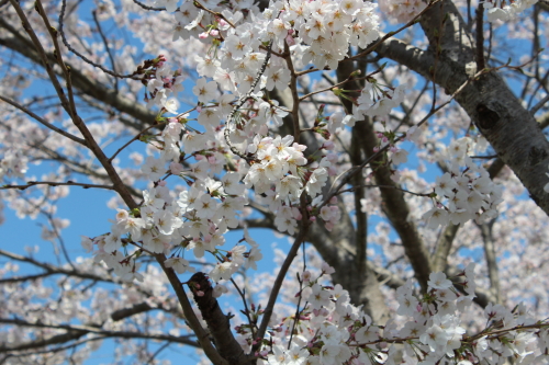 宿毛のお遍路道の桜-2014-3-27-2