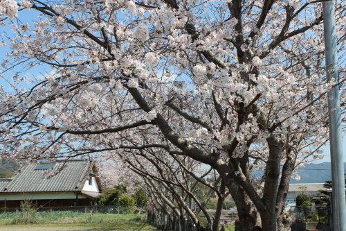 宿毛の桜-2014-3-27-3