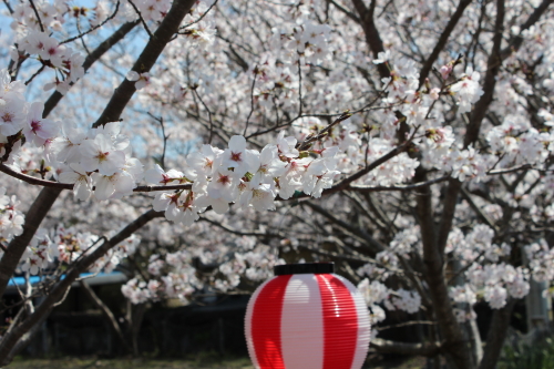 宿毛の桜-2014-3-27-4