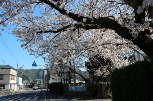 宿毛高校の桜-2014-3-27-1