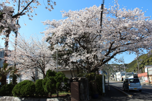 宿毛高校の桜-2014-3-27-2