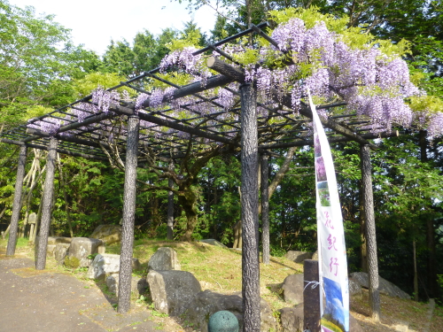 香山寺の藤棚