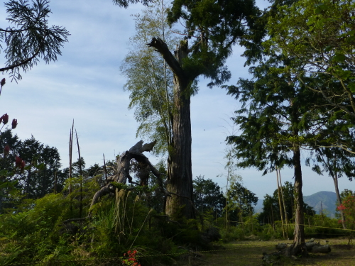 香山寺の樹齢約500年の大杉