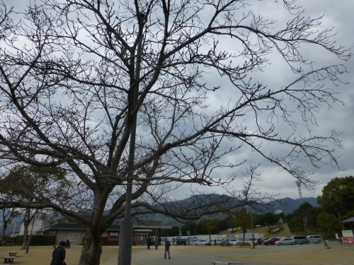 宮島サービスエリアの桜の木