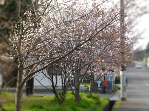 sakura-2015-01