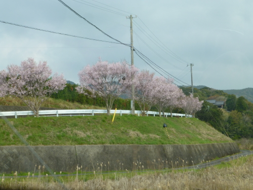 sakura-2015-04