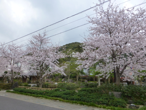 sakura-2015-05