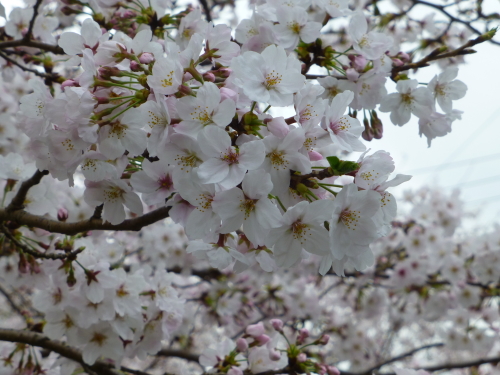 sakura-2015-08