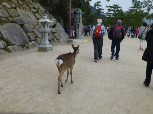 宮島の鹿