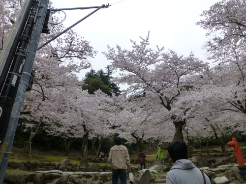 宮島の満開の桜