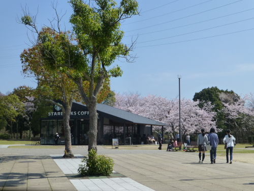 宮島ＳＡ・スタバと満開の桜