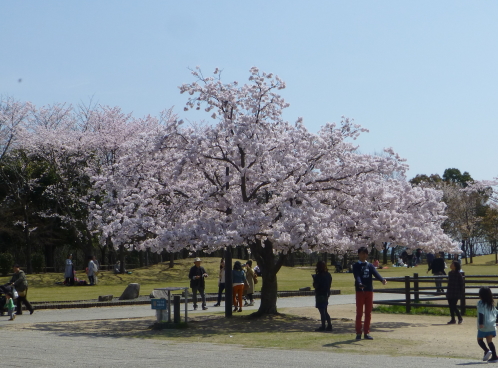 宮島ＳＡの満開の桜