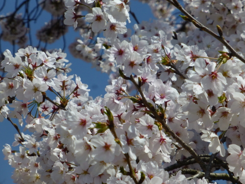 宮島ＳＡの桜・ソメイヨシノが満開です