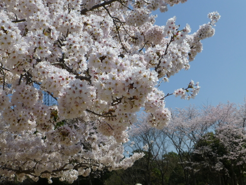 宮島ＳＡの満開の桜