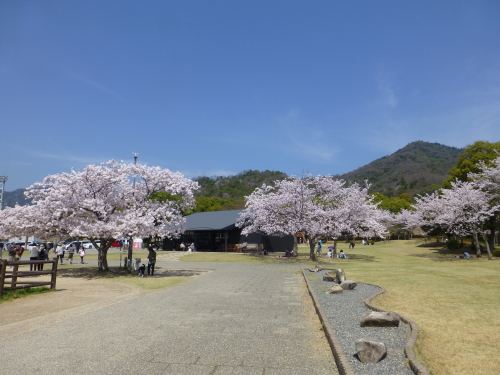 宮島サービスエリアの満開の桜