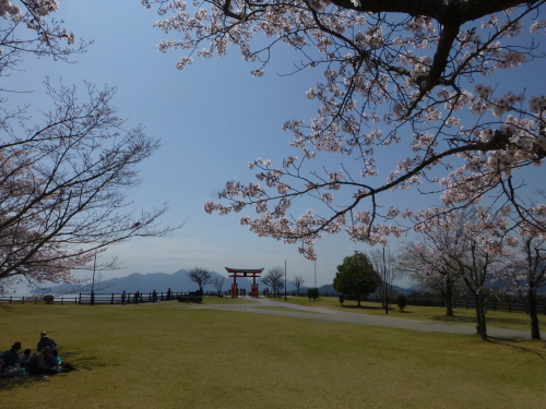 宮島ＳＡの鳥居と桜