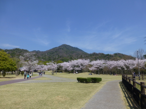 宮島ＳＡが桜満開