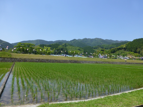 黒潮町・なぶら土佐佐賀・カツオのぼりとこいのぼり