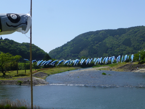 黒潮町・なぶら土佐佐賀・100本のカツオのぼり