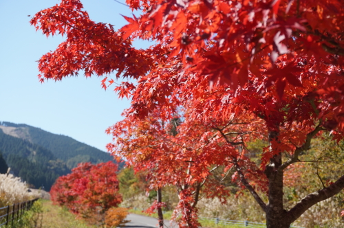 小田スキー場近くの紅葉