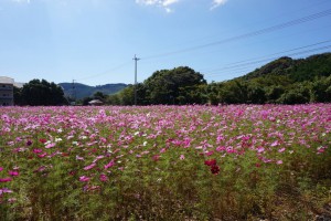 大月町のコスモスが満開