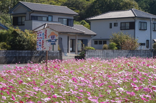 大月町姫ノ井のコスモスが満開です