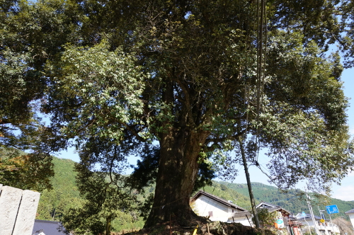 広瀬神社-樫の木