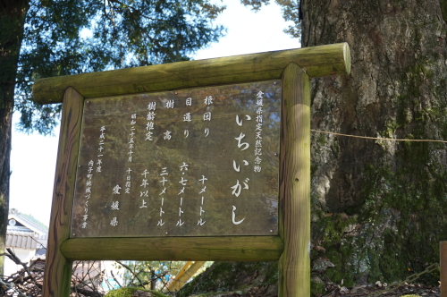 広瀬神社-樫の木