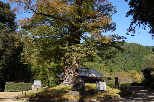 広瀬神社-けやき二株