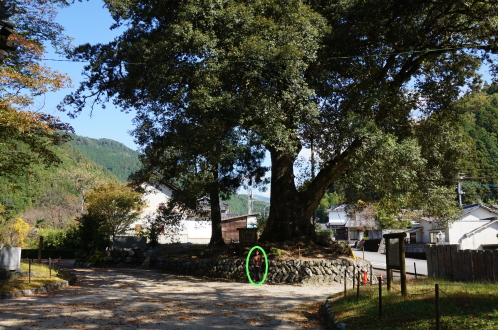 広瀬神社-樫の木
