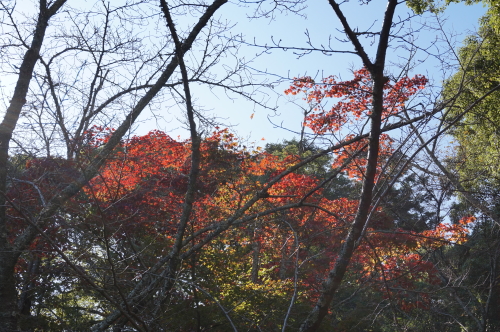 宮島・紅葉